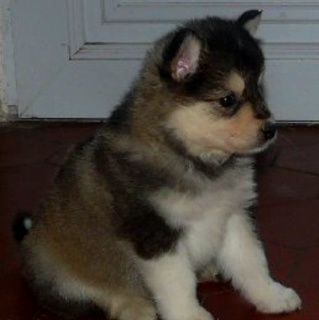 chiots finnois de laponie suomenlapinkoira puppies lapinkoira finnish lapphund cream domiino colors