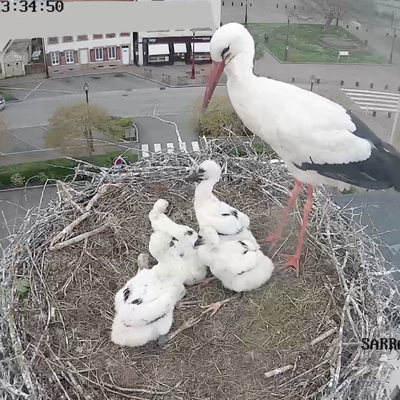 Vidéo. Des nouvelles de maman Cigogne et ses cinq cigogneaux 