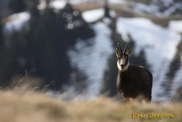 Attitudes et pelages des chamois en novembre