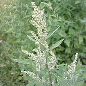 Chenopodium album