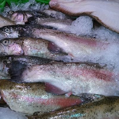 Trout producing countries