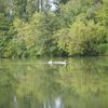 été 2014 une famille cygne s'est installés au prim