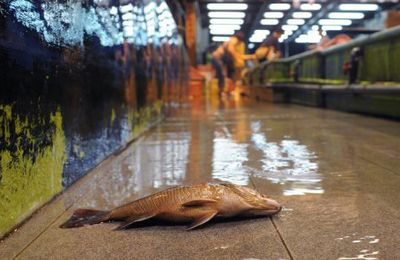 Retour à Google Actualités La planète n'a jamais consommé autant de poisson, "préoccupation" de la FAO (AFP) –