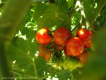 Recette : Tian de tomates & champignons