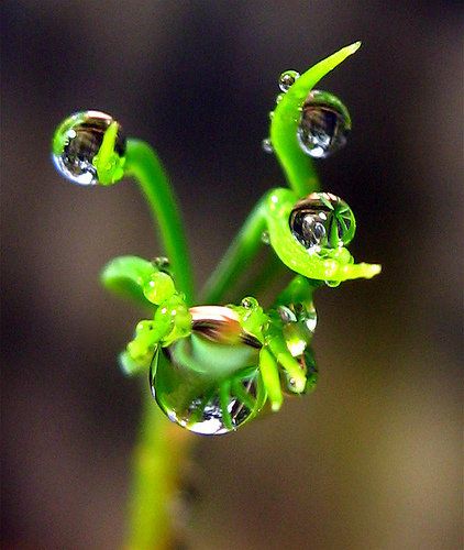 bulle, boules de cristal,
gouttes d'eau,
gouttes de rosée,