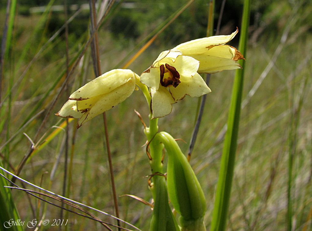 Album - Madagascar 2011: Orchidees