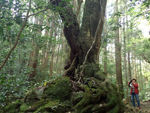 Balade sur le Mont Yokogura