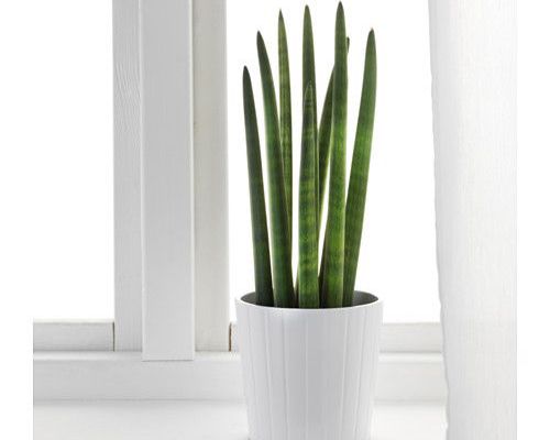 Plantes vertes ikea