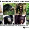 Soutenez la conservation des ours dans le Monde avec AVES France