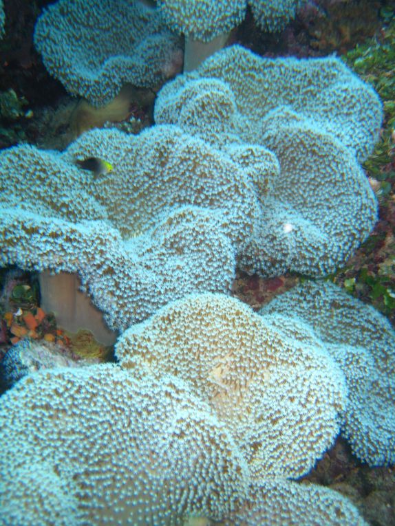 des Galapagos au Pacifique, nos modestes photos sous-marines. Nous allons devoir investir dans un meilleur appareil! Le pus beau corail aura été aux Fidji, les requins aux Galapagos et aux Touamotu, les raies aux San Blass et en Nouvelle Caledonie,