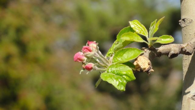 Album - chassez-le-naturel-2