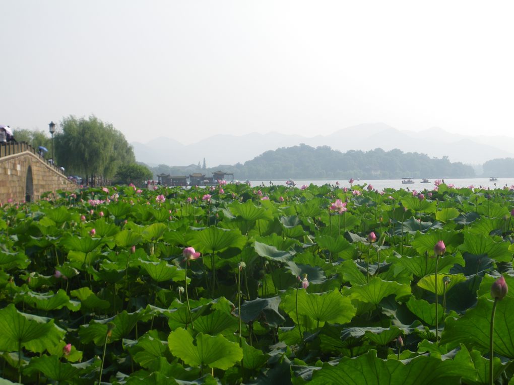 Dernieres destinations en Chine. Hangzhou, ville la plus belle de la Chine selon les Chinois et Shanghai,enorme ville de 20 millions d'habitants!