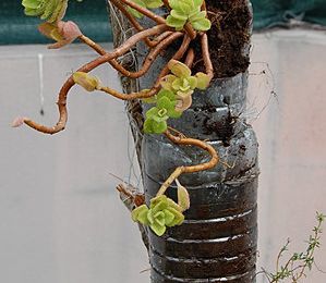  Atelier "WINDOWFARM" 