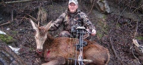 chasse cerf daguet