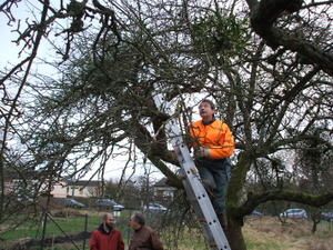 Un pommier "BOSKOOP" rajeuni