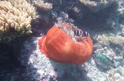 Sur la Grande Barrière de Corail