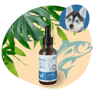 La Truffe Noire : Un Diamant Noir à La Conquête Des Palais