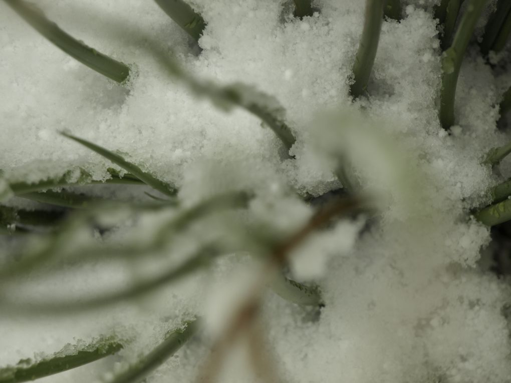 1ers jours de neige : impossible de bouger de chez soi à moins d'aimer les glissades en voiture. Plaisir de l'oreille au crissement des pas et des bruits étouffés. Silence magique.