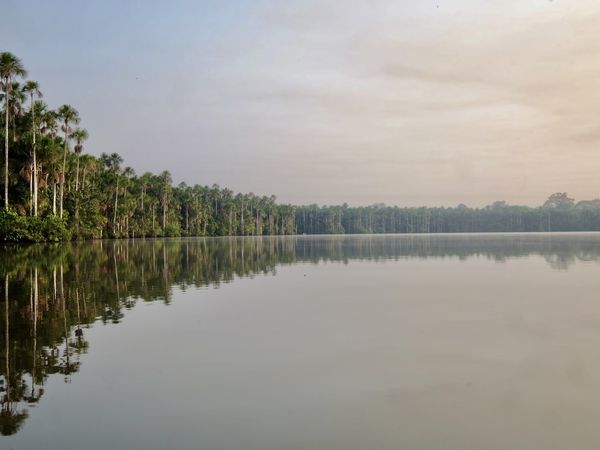 La nature d'Amazonie....Le lac Sandoval, une balade inoubliable en canoë, seul avec Capi, mon guide, une figure locale....des animaux de toute sorte à chaque coin du lac