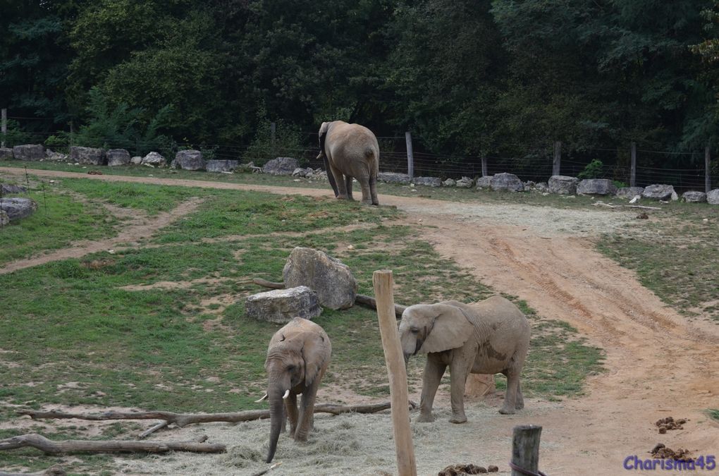 Zoo de Beauval en camping-car (Voyages en camping-car)