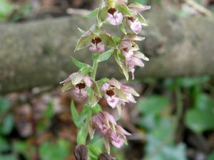 Epipactis à labelles étroites