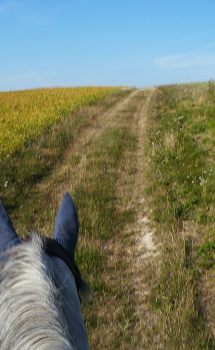 un cheval en pension pour deux mois, quelques séances de dressage en amazone ou à califourchon, un cheval au pré...Kitano, dit Lulu!