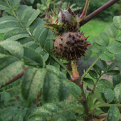 Rosa x micrugosa F.Henkel - Rose-Biblio