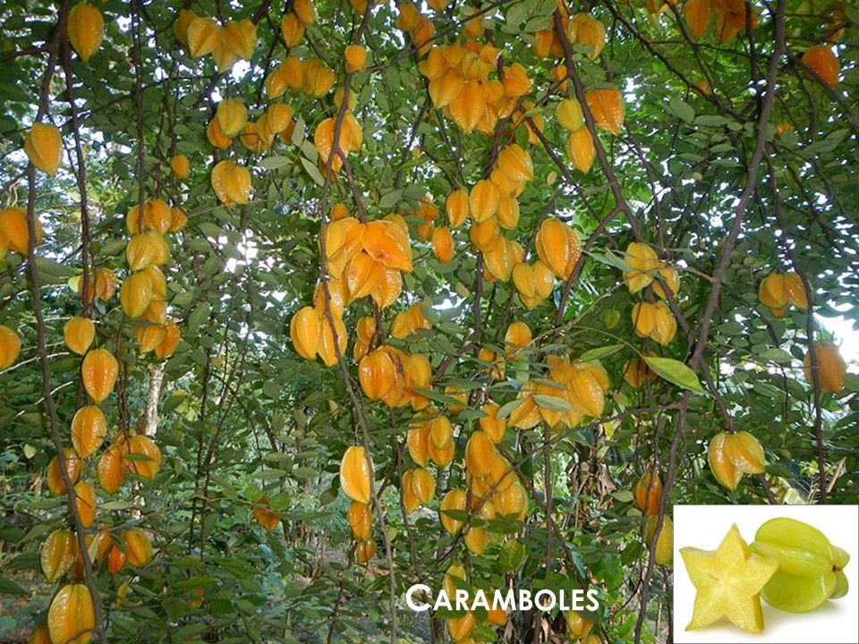 La Nature - Les Plantes - 1