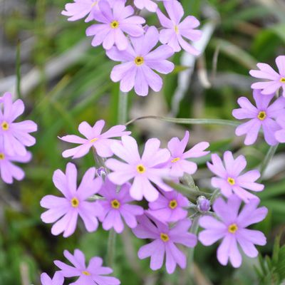 Fleuri mois de Juin... glanons, botanisons et émerveillons nous!