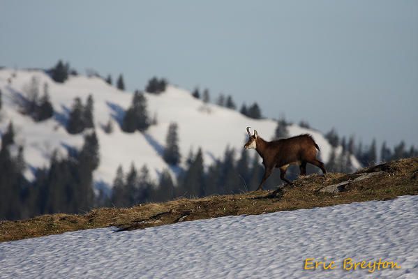 Album - chamois-de-printemps