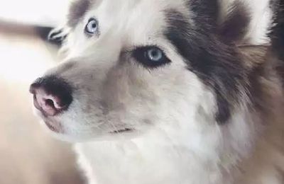 Avec vos huskies bien-aimés, l'hôtesse après le rasage, le maître l'a vu.