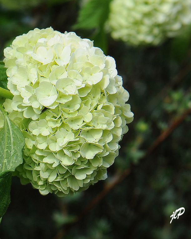 mes photos de fleurs