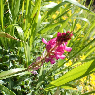 Le sainfoin montagnard