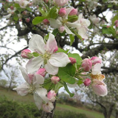 Les fleurs du pommier