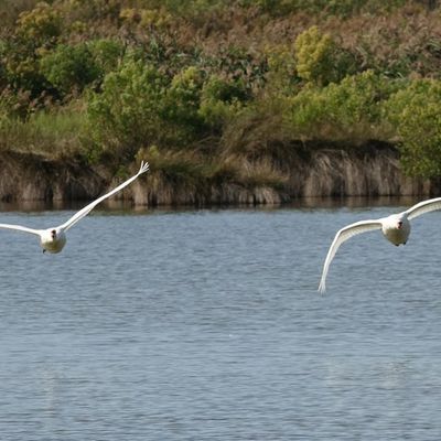 Divers oiseaux d'automne, au Domaine de Certes et Graveyron...