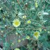 Lactuca saligna