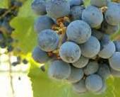 #Tuscan Producers Oregon Vineyards