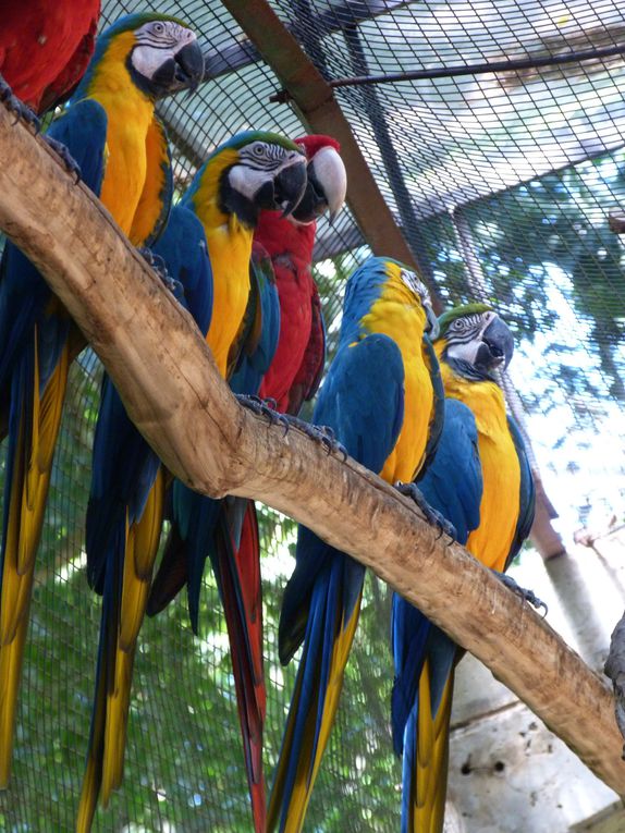 Un dimanche, nous avons passé la frontière pour nous rendre au Brésil, et sommes allés voir...les oiseaux:)Sur le chemin du retour, nous avons mangé dans un restaurant chinois, avant de marcher 15km jusqu'à CdE.