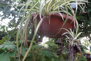 Mes plantes frileuses  - Lejardinleclosfleuridansladrôme.com