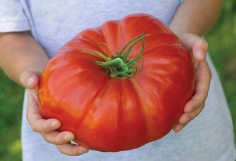 World's biggest tomato - which can feed an family of FOUR - launched in the UK