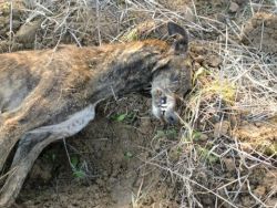 MISE A JOUR DU PROCES DES GALGOS SUSPENDUS DE FUENSILADA, TOLEDO