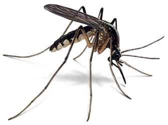 Répulsifs anti-moustiques