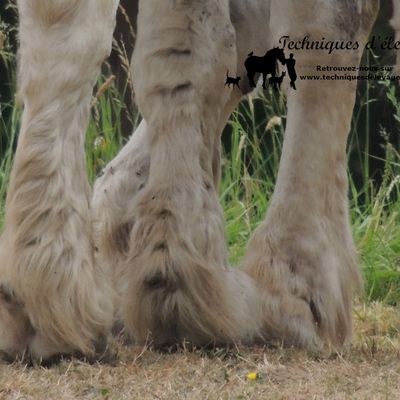 La gale chorioptique des chevaux