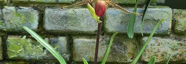 La fleur du mois / Juillet 2024