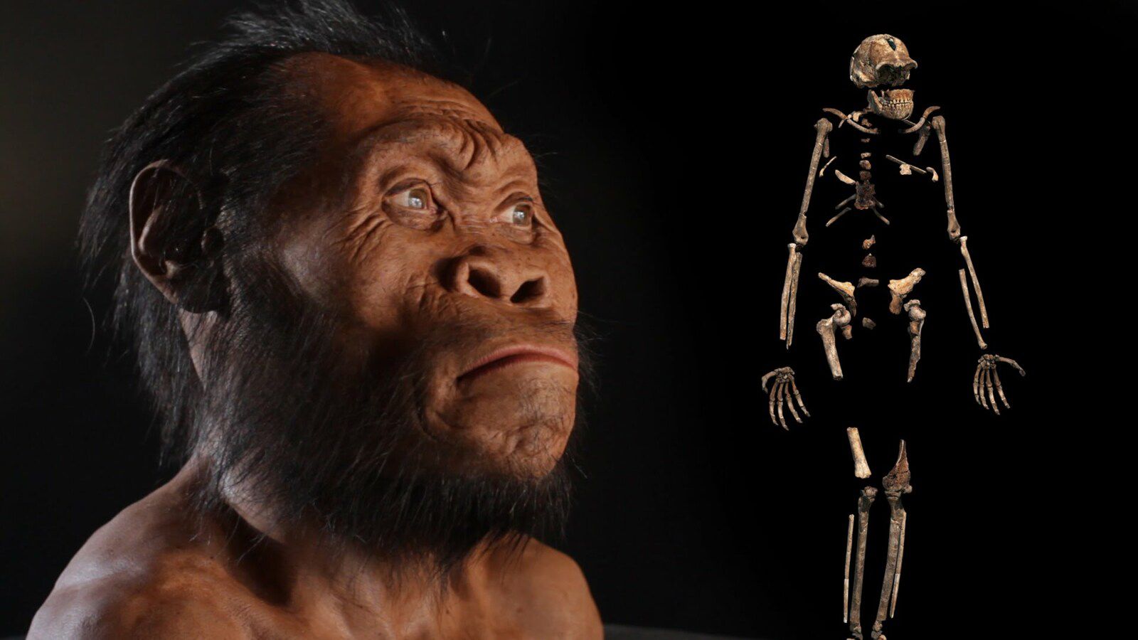 homo naledi, homo sapiens