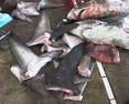 Tous les jours, les requins sont victimes de vrais massacres inhumains..