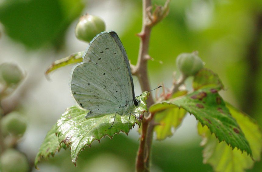 Album - Macro-Papillons