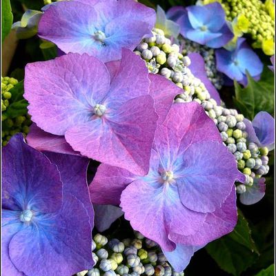 Les fleurs - hydrangea