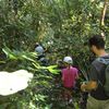 Visite de la jungle / Viidakkoretki