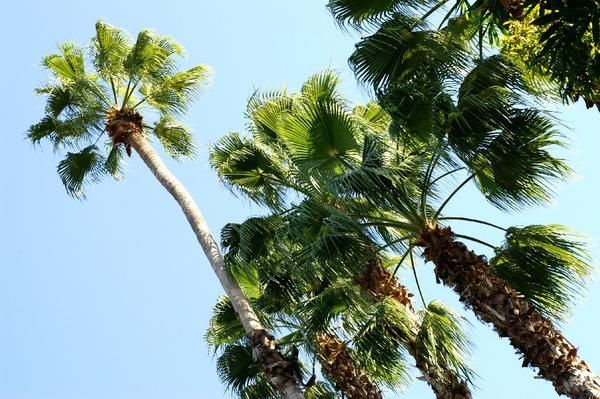 Le Jardin Majorelle regorge d'esp&egrave;ces v&eacute;g&eacute;tales, dont les photos ci-dessous ne repr&eacute;sentent qu'une petite vari&eacute;t&eacute;...